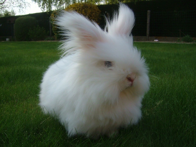 Tout savoir sur le lapin extra nain angora