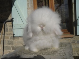 angora2