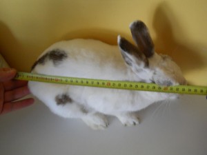 Lapin nain, lapin extra-nain ou lapin toy : quelles différences ?