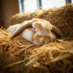 Combien de temps dort un lapin bélier ?