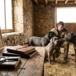 Cane corso : groupe et catégorie expliqués simplement