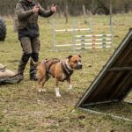 Comment muscler un american staff efficacement