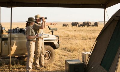 Comprendre la gestation des éléphants : tout ce qu'il faut savoir