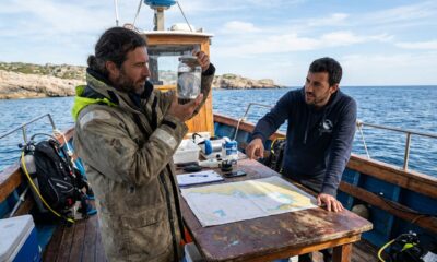 Comprendre la fausse méduse en méditerranée