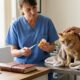 Espérance de vie d'un chat sous cortisone : tout savoir