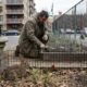 La dure vie du lapin urbain : défis et solutions