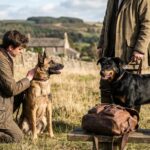 Malinois ou beauceron : quel chien choisir ?