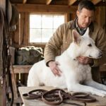 Tout savoir sur le berger blanc américain