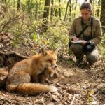 Tout savoir sur la femelle renard : caract&eacute;ristiques et habitat