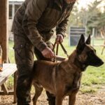 Tout savoir sur le malinois : caract&egrave;re et soins
