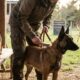 Tout savoir sur le malinois : caractère et soins