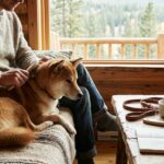 Tout savoir sur le shiba inu, un chien unique