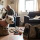 Urgent : westie à donner, trouvez votre compagnon idéal