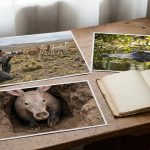 D&eacute;couvrez les animaux qui commencent par un a