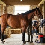 Tout savoir sur le cheval bai : caractéristiques et soins