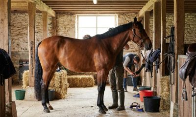 Tout savoir sur le cheval bai : caractéristiques et soins