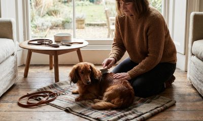 Tout savoir sur le chien teckel : caractère et soins