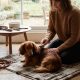 Tout savoir sur le chien teckel : caractère et soins