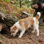 Tout savoir sur le renard terrier et son habitat