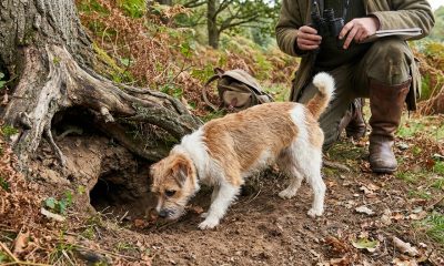 Tout savoir sur le renard terrier et son habitat