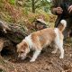 Tout savoir sur le renard terrier et son habitat