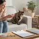 Chat écaille de tortue : prix, conseils et adoption