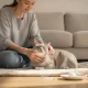 Comment calmer une chatte en chaleur avec un coton-tige