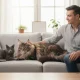 Découvrez la taille du maine coon : tout ce qu'il faut savoir