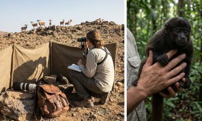 Découvrez les animaux fascinants qui commencent par la lettre u