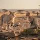 L'ancêtre du chat : découvrez ses origines fascinantes