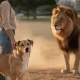 Le chien plus fort qu'un lion : mythe ou réalité ?