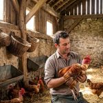 Le coq nu : un élevage fascinant et unique