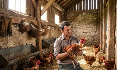 Le coq nu : un élevage fascinant et unique