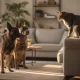 Les races de chiens incompatibles avec les chats : guide complet
