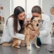 Maladies des yeux chez le chien : guide complet avec photos