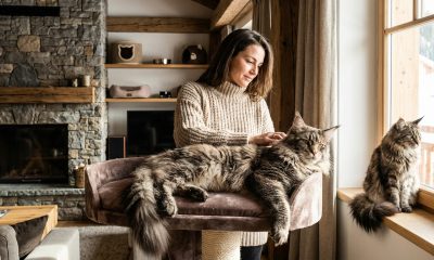 Prix des maine coons XXL : tout ce qu'il faut savoir