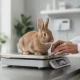 Quel est le poids idéal pour un lapin nain ?