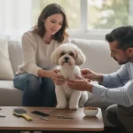 Tout savoir sur le bichon havanais adulte poil court