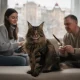 Tout savoir sur le chat maine coon en russie