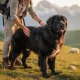 Tout savoir sur le chien patou noir : un compagnon exceptionnel