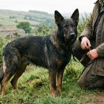 Tout savoir sur le crois&eacute; beauceron berger allemand
