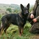 Tout savoir sur le croisé beauceron berger allemand