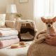 Tout savoir sur les bébés chihuahua : guide complet