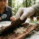 Tout savoir sur les œufs de fourmis : cycle et développement