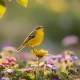 Bergeronnette des jardins : tout savoir sur cet oiseau fascinant