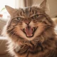 Chaton qui crache : 5 raisons et comment réagir efficacement