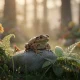 Crapaud dans le jardin : signification et symbolique révélées