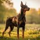 Doberman aux oreilles longues : comprendre l'impact de l'otectomie