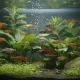 Liste des poissons vivipares d'aquarium : 10 espèces incontournables