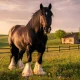 Shire cheval : prix, caractéristiques et conseils d'achat